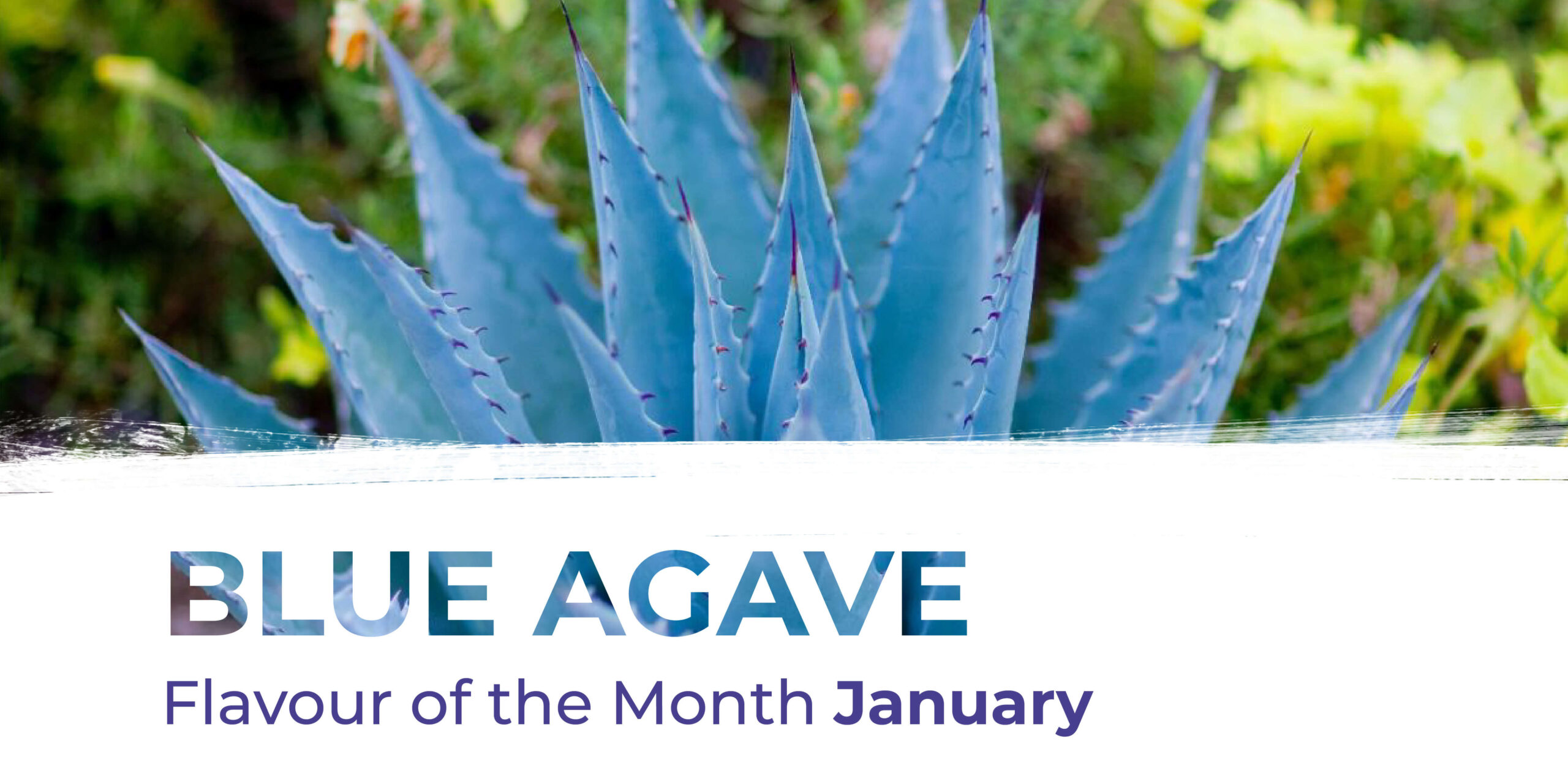 Scopri il sapore del mese di gennaio: l’agave blu