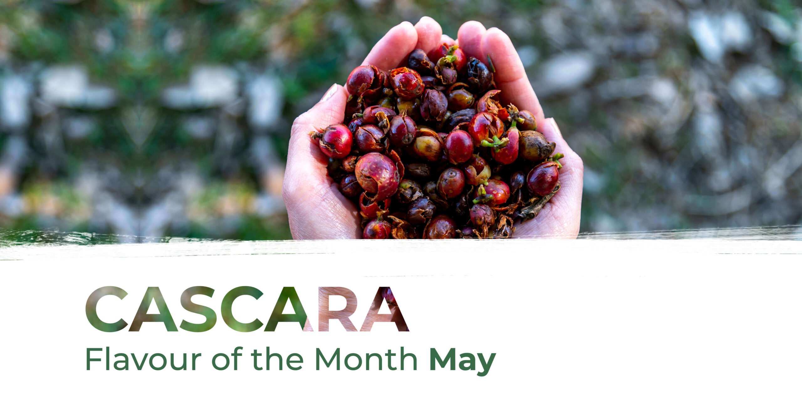 May’s Flavour of the Month: Cascara
